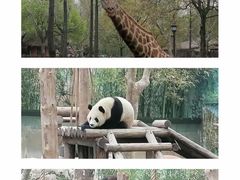 -上海野生动物园