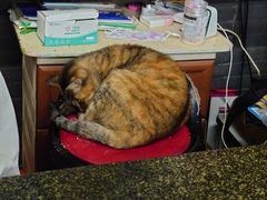 -协和菜馆(凤凰街店)