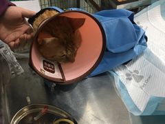 -顺强宠物诊所·狂犬免疫·夜诊·骨科(嘉定店)