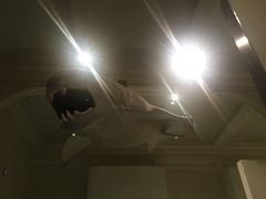 -美国自然历史博物馆