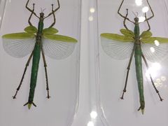 -上海昆虫博物馆