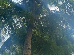 -三亚湾海居铂尔曼度假酒店