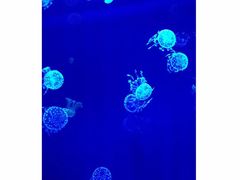 -福州罗源湾海洋世界旅游区