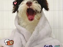 -帕帕拉兹宠物(亚洲旗舰店)