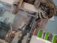 -平行世界·猫咖(首经贸店)