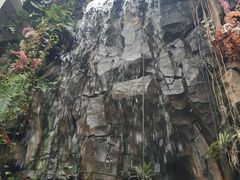 -正佳雨林生态植物园