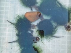 -华声天桥民俗文化园