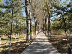 -大兴滨河森林公园