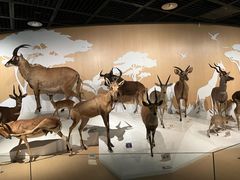 -陕西自然博物馆