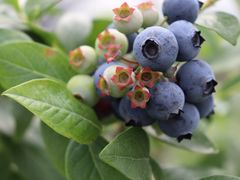 -花山蓝莓采摘园