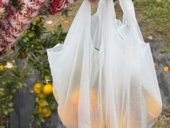 -前小桔亲子创意农场·草莓采摘·露营烧烤