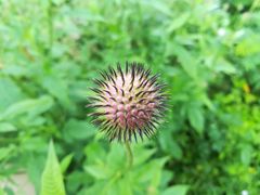 -牛背梁国家森林公园