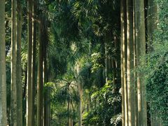 -中国科学院华南植物园