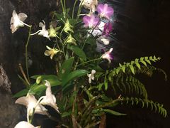 -自然餐厅(Phuket)