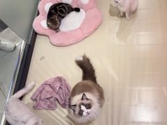 -三花喵·撸猫购宠·宠物生活馆(虹桥南丰城店)