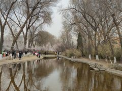 -桃花堤公园