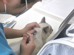 -关爱宠物医院·猫科中心·消化科(滨湖万达分院)