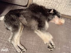 -唯美宠物生活馆(绿地国际生态城店)