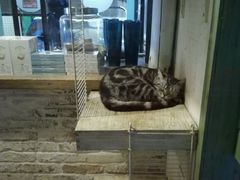 -猫咪博物馆(顶澳仔猫街店)