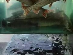-煲来饱去冷水鱼