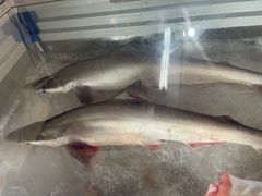 -黄记四更烤乳猪店