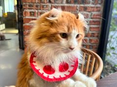 -豆逗聊愈猫阁Easy Life