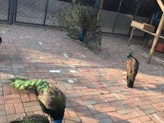 -长白岛森林公园