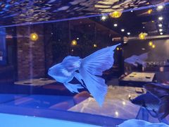 -黄鱼炙夜(华家池店)