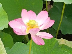 -荷塘月色湿地公园·向阳花洲