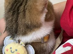 -瑞鹏宠物医院·骨科·猫科·内科(第一中心)