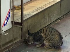 -燕子煨汤(山海关路店)