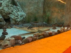 -东方巨龟苑景区