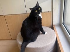 -鼓捣猫呢主题猫咖店