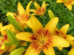 -石家庄市植物园