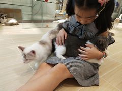 -momokira米努特·德文卷毛猫·棉花面纱犬