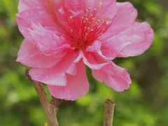 -海棠花溪(元大都城垣遗址公园)