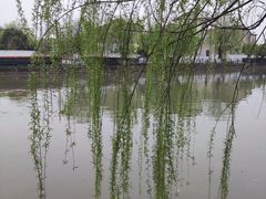 -高东镇樱花园