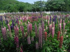 -西安市长乐公园