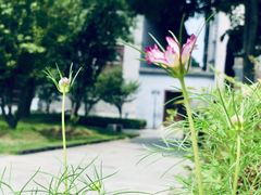 -花洲书院