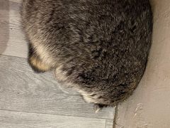-浣熊柯尔鸭土拨鼠·电玩咖