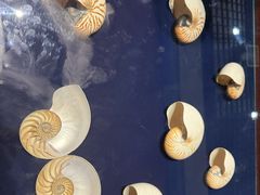 -青岛贝壳博物馆