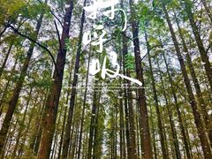-水杉园