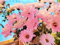 -上海鲜花港