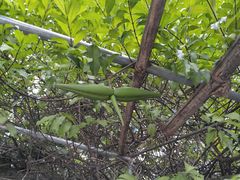 -广州神农草堂中医药博物馆