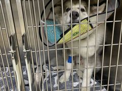 -芭比堂动物医院广州顽皮分院