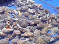 -聚盛源蒸汽海鲜火锅烤肉自助(巨川金海岸购物广场店)