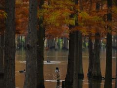 -白鹭湾湿地公园