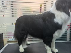 -瑞派宠物医院·24小时骨科·心脏·核磁(哈尔滨南岗店)