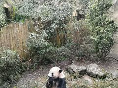 -都江堰中华大熊猫苑