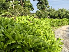 -罗汉堂·荷谷(礼智路店)